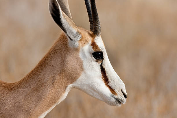 springbok head "Head of a springbok antelope in profile; shot in Kgalagadi game reserve, south africa" gazelle face stock pictures, royalty-free photos & images