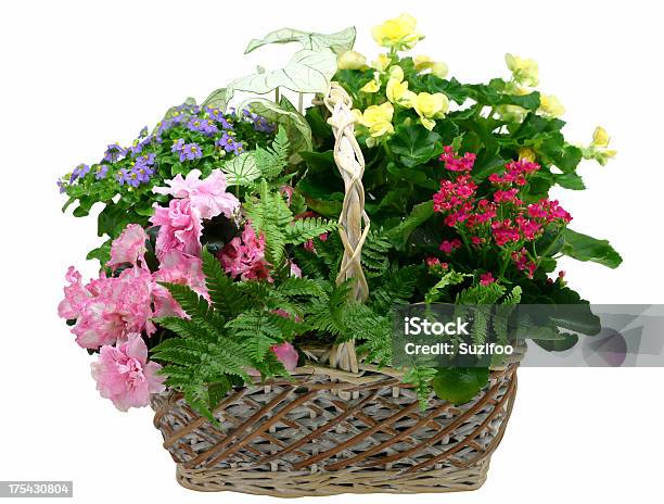 꽃꽂이 꽃-식물에 대한 스톡 사진 및 기타 이미지 - 꽃-식물, 바구니, 흰색 배경