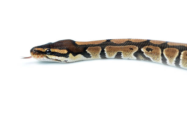 2,200+ Royal Python Stock Photos, Pictures & Royalty-Free Images - iStock