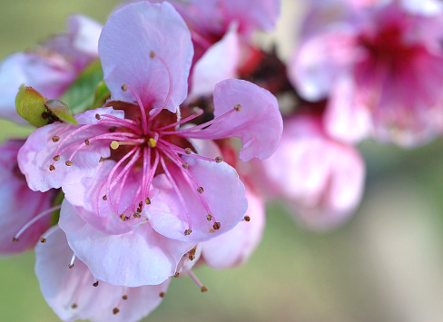 Peach blossom closeup