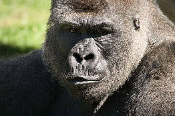 горилла чат - gorilla west monkey wildlife стоковые фото и изображения