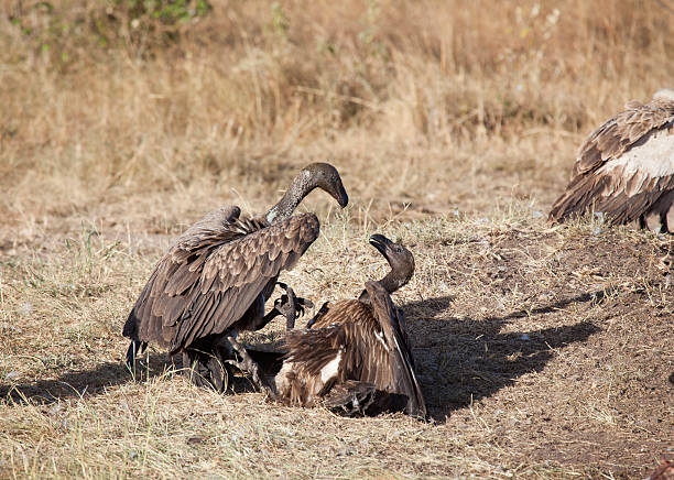 Vultures fighting, Masai Mara National Park, Kenya