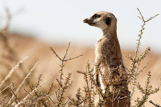 suricate alla ricerca - kalahari gemsbok national park foto e immagini stock