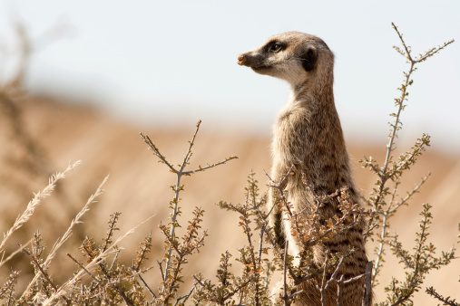 A suricate watches for predators in the kgalagadi nature reserve in south africa