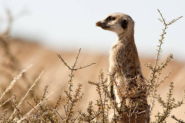 suricate on the lookout stock photo