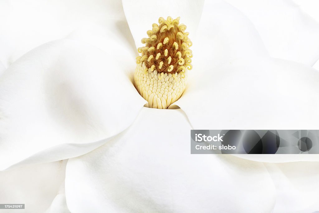 Gros plan fleur de Magnolia - Photo de Arbre en fleurs libre de droits