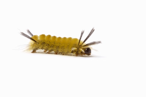 hairy caterpillar on white