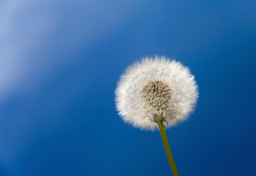 Dandelion and blue sky.