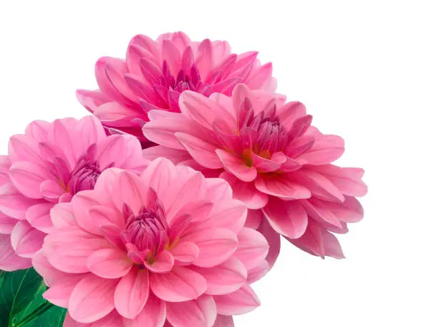 Photo of Pink Dahlias