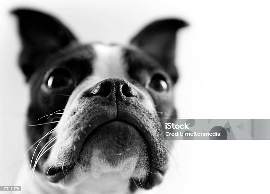 Boston Terrier z pokoju dla tekstu - Zbiór zdjęć royalty-free (Bez ludzi)