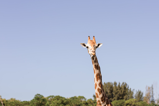 Tall Giraffes in an Open Field Surround by Lush Trees in South Florida in the Fall of 2023