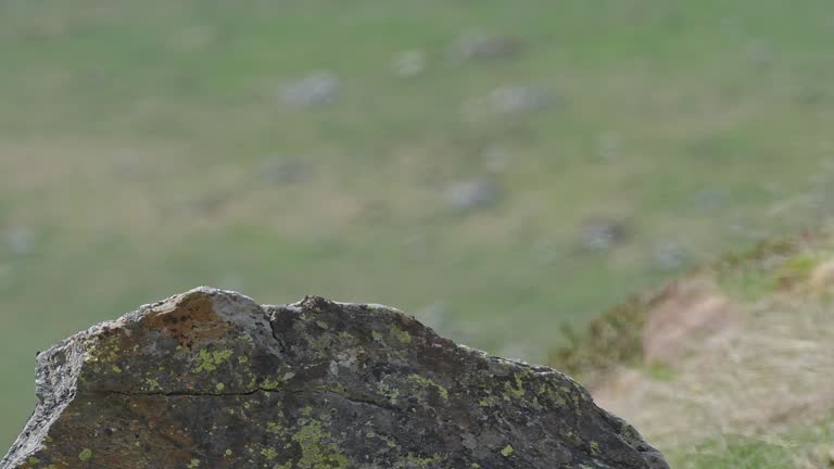 Alpine marmot on the rock in the summer season (Marmota marmota)