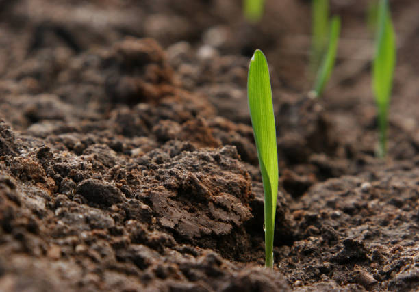 Seed sprouting from fresh earth stock photo