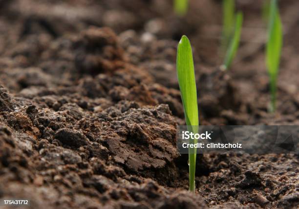 Foto de Vida Nova e mais fotos de stock de Trigo - Trigo, Semente, Germinação