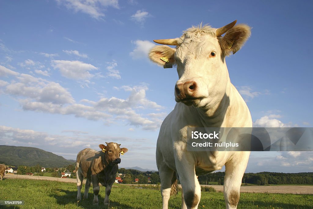 bulls - Foto de stock de Agricultura royalty-free