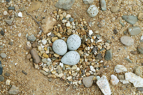 little sandregenpfeifer (charadrius dubius) nest - charadrius stock-fotos und bilder