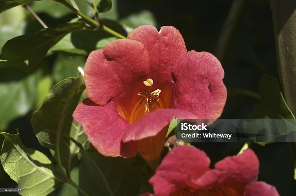 Enredadera De Trompeta De Vacaitch Flor Roja Foto de stock y más banco de imágenes de Bignonia - Bignonia, Mucuna Pruriens, Aire libre - iStock Enredadera De Trompeta De Vacaitch Flor Roja Foto de stock y más banco de imágenes de Bignonia - Bignonia, Mucuna Pruriens, Aire libre - iStock