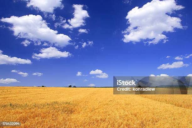 Green Field Landscape Stock Photo - Download Image Now - Agricultural Field, Agriculture, Blue