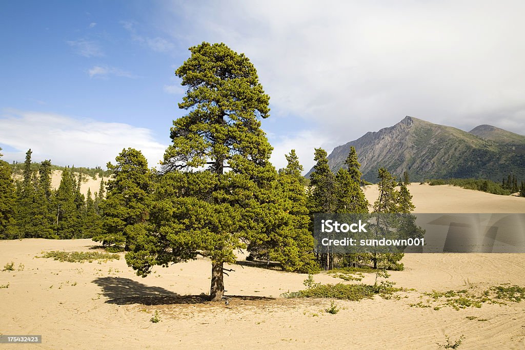 Carcross Desert - Lizenzfrei Baum Stock-Foto