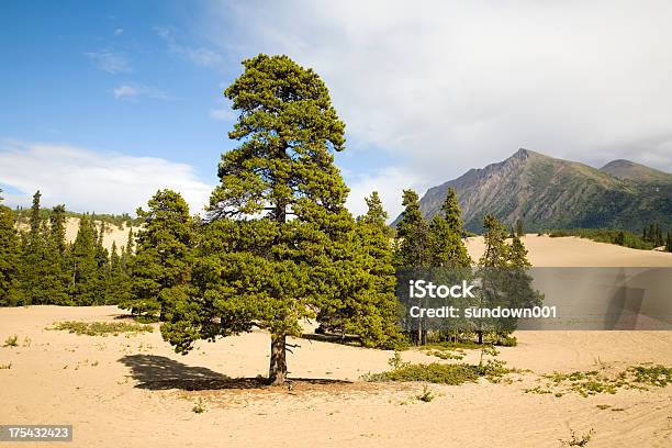 Carcross Desert Stockfoto und mehr Bilder von Baum - Baum, Berg, Blau