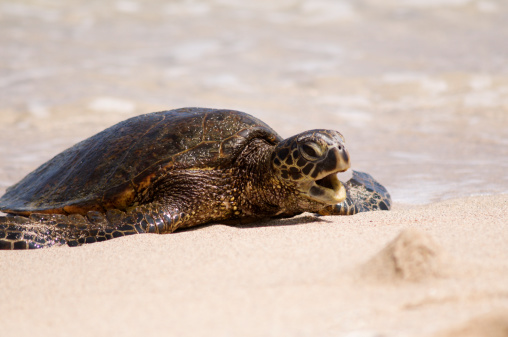 Hawaiian Green Sea Turtle yawning before resting at the beach.