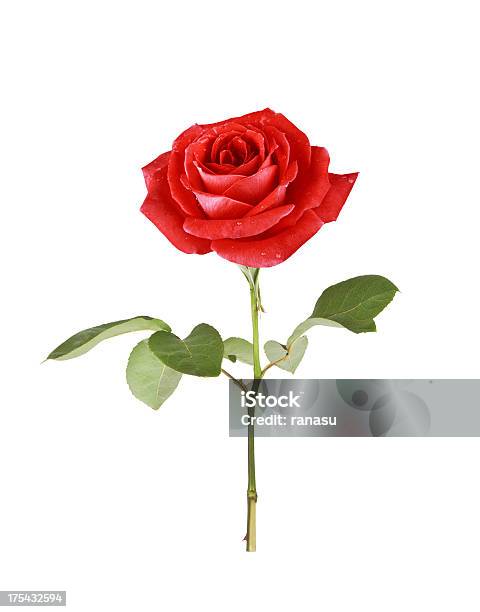 Photo libre de droit de Une Seule Rose Rouge banque d'images et plus d'images libres de droit de Amour - Amour, Anniversaire d'un évènement, Bonheur