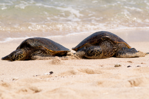 Two Green Sea Turtles arrive on the beach.