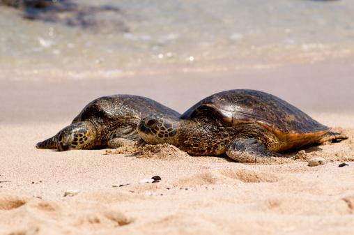 Two Green Sea Turtles arrive on the beach and have a conversation.