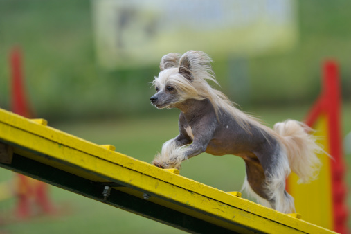 Chinese Crested Dog