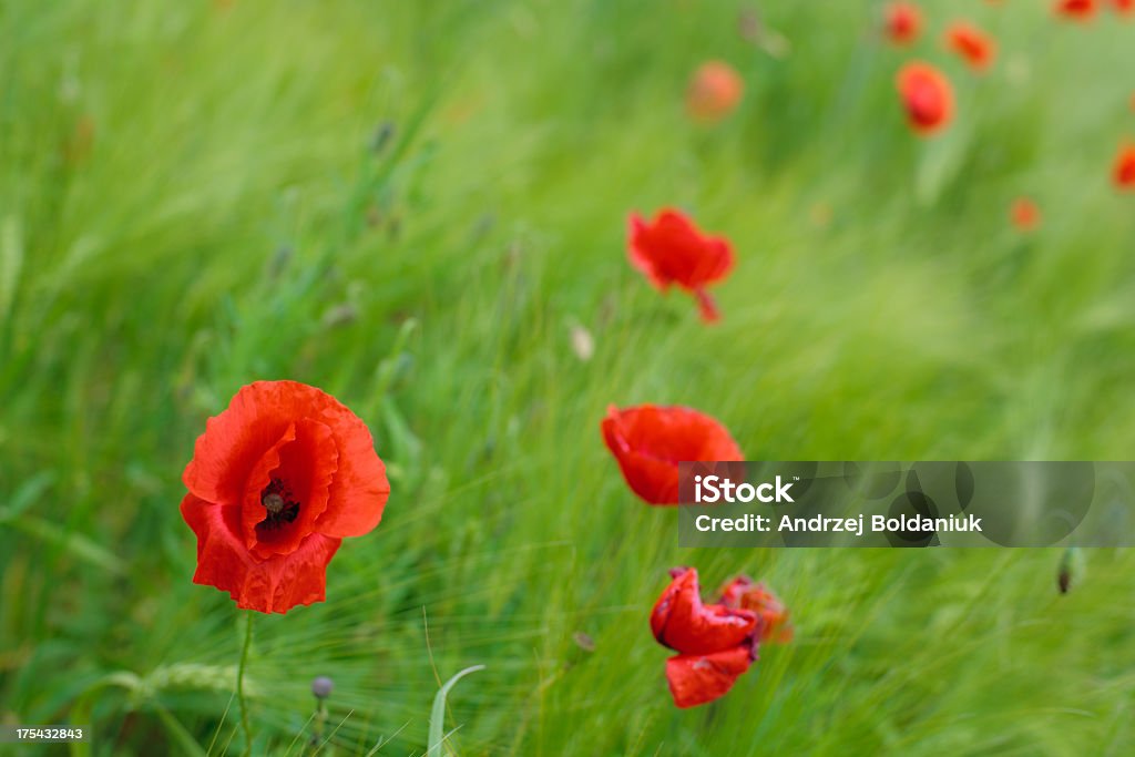 Piękno pole z poppy - Zbiór zdjęć royalty-free (Czerwony)