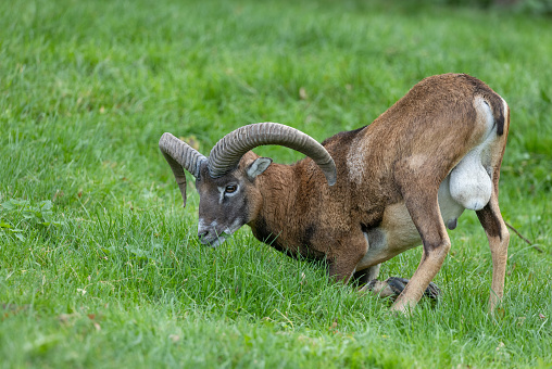 Beautiful mouflon ram (Ovis gmelini) eating grass on a meadow.