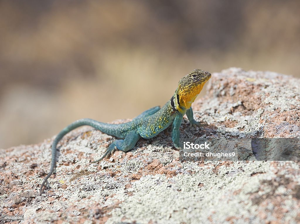 Bunte Eastern Crotaphytidae, Crotaphytus Collaris (Leguan) - Lizenzfrei Crotaphytidae Stock-Foto