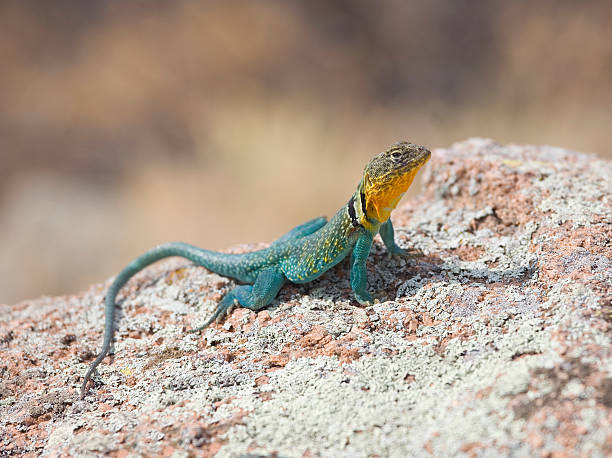 яркие восточные ошейниковая игуана, crotaphytus collaris (игуановые) - lizard collared lizard reptile animal стоковые фото и изображения