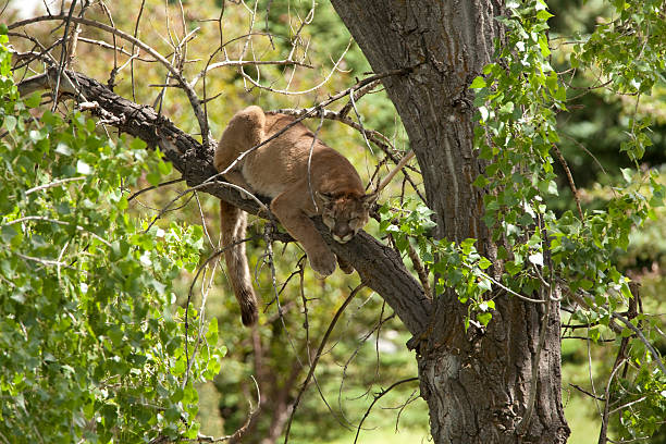 Sleeping wild mountain lion Morrison Colorado "Napping in a cottonwood tree, a young male mountain lion (Colorado Division of Wildlife Staff suggested a two year old) relaxes in the afternoon in the foothills of Morrison, Colorado. White cottonwood seeds float down like summer snow." morrison stock pictures, royalty-free photos & images