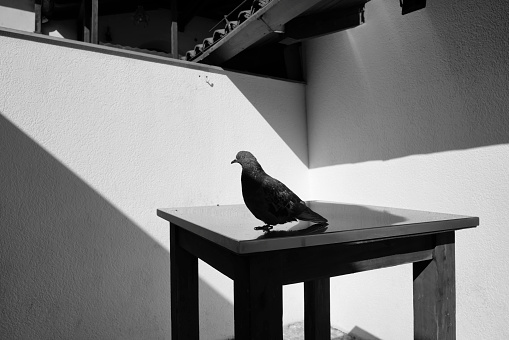 Pigeon standing on table
