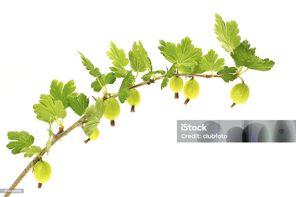 Gooseberries sul ramo - Foto stock royalty-free di Albero da frutto