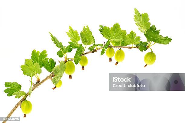 Gooseberries На Ветвь — стоковые фотографии и другие картинки Без людей - Без людей, Белый фон, Ветвь - часть растения