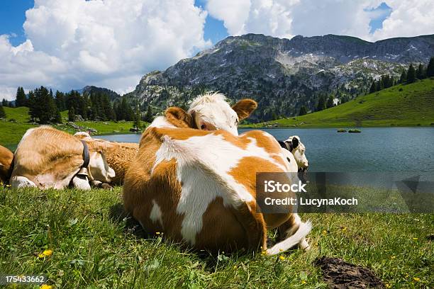 Mountain Lake Und Kühe Stockfoto und mehr Bilder von Alpen - Alpen, Berg, Berggipfel