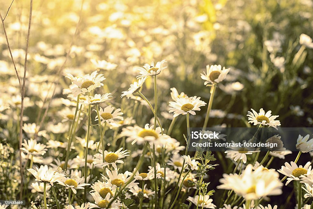Chamomile in a meadow at sunset, Kamille, Matricaria chamomilla Chamomile in the sunlight. Back lit and toned picture with a shallow dof. Flower Stock Photo