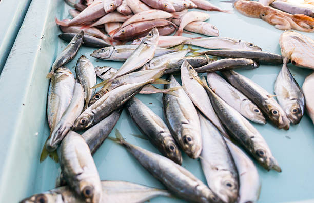 istock At the fish market 175433775
