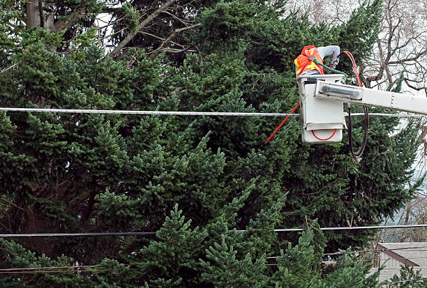 istock Man on a lift cutting tree limbs near wires 175433847