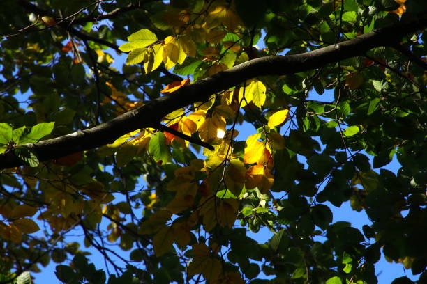 istock Branch with beautiful autumn colored leaves 1754339501