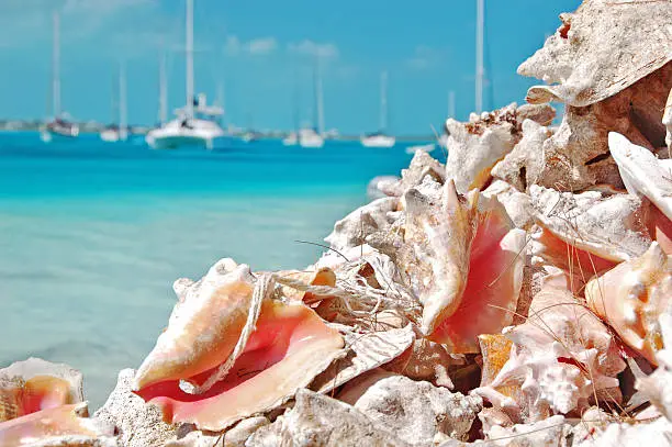 "A pile of conch shells on a beautiful Bahamas beach. Stocking Island, Exumas."