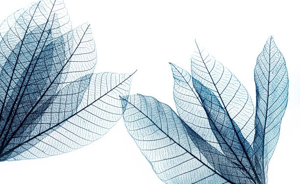 istock macro shot.abstract leaf transparent.showing leaves detail background.closeup structure plant design 1754340826