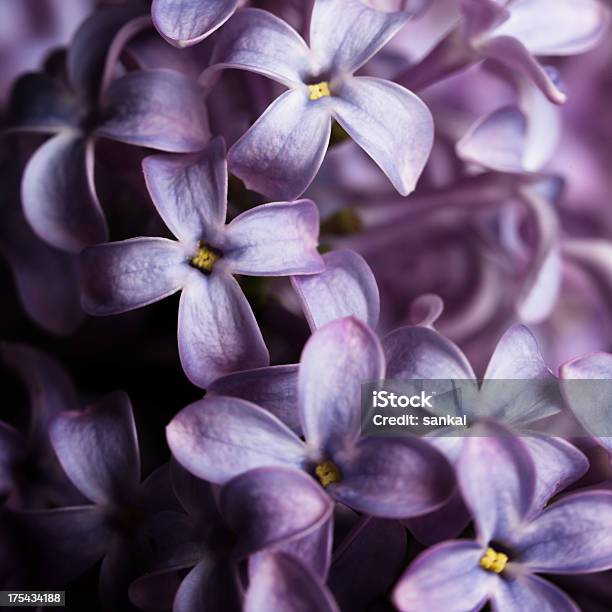 Lilac Isolated On Black Background Stock Photo - Download Image Now - Lavender Color, Flower, Macrophotography