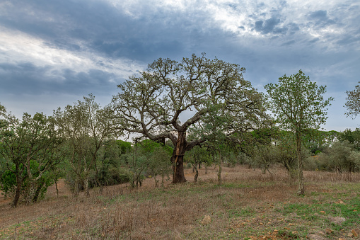 solitary tree under cloudy sky