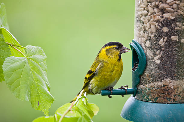 Male Siskin, Carduelis spinus, on seed feeder