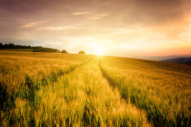 istock Wheat Field and Tracks at Sunset 175434247