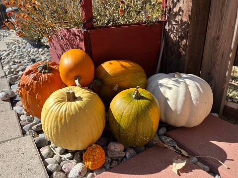A small stack of different kinds of pumpkins