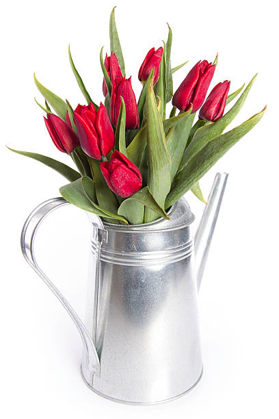 istock watering can with red tulips 175434339